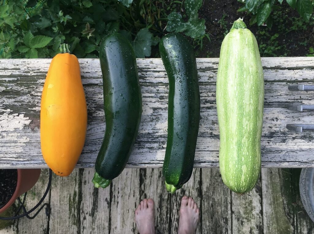 Forskellige typer af squash eller zucchini