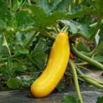 Gul squash