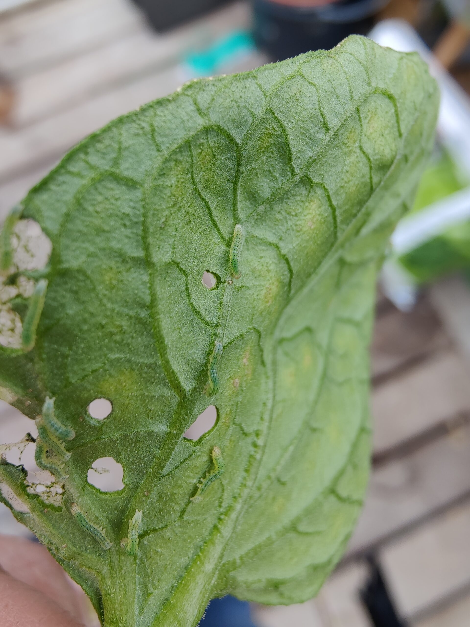 Haveugler eller haveuglelarver på et tomatplanteblad