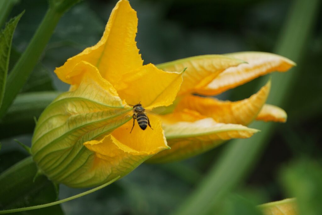 Squash blomst