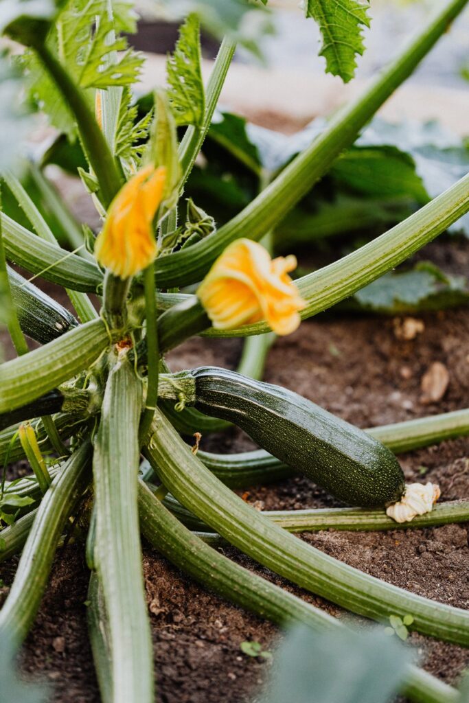 Squash plante