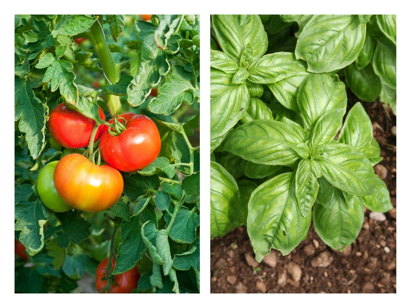 Tomat-og-basilikum-er-gode-naboplanter