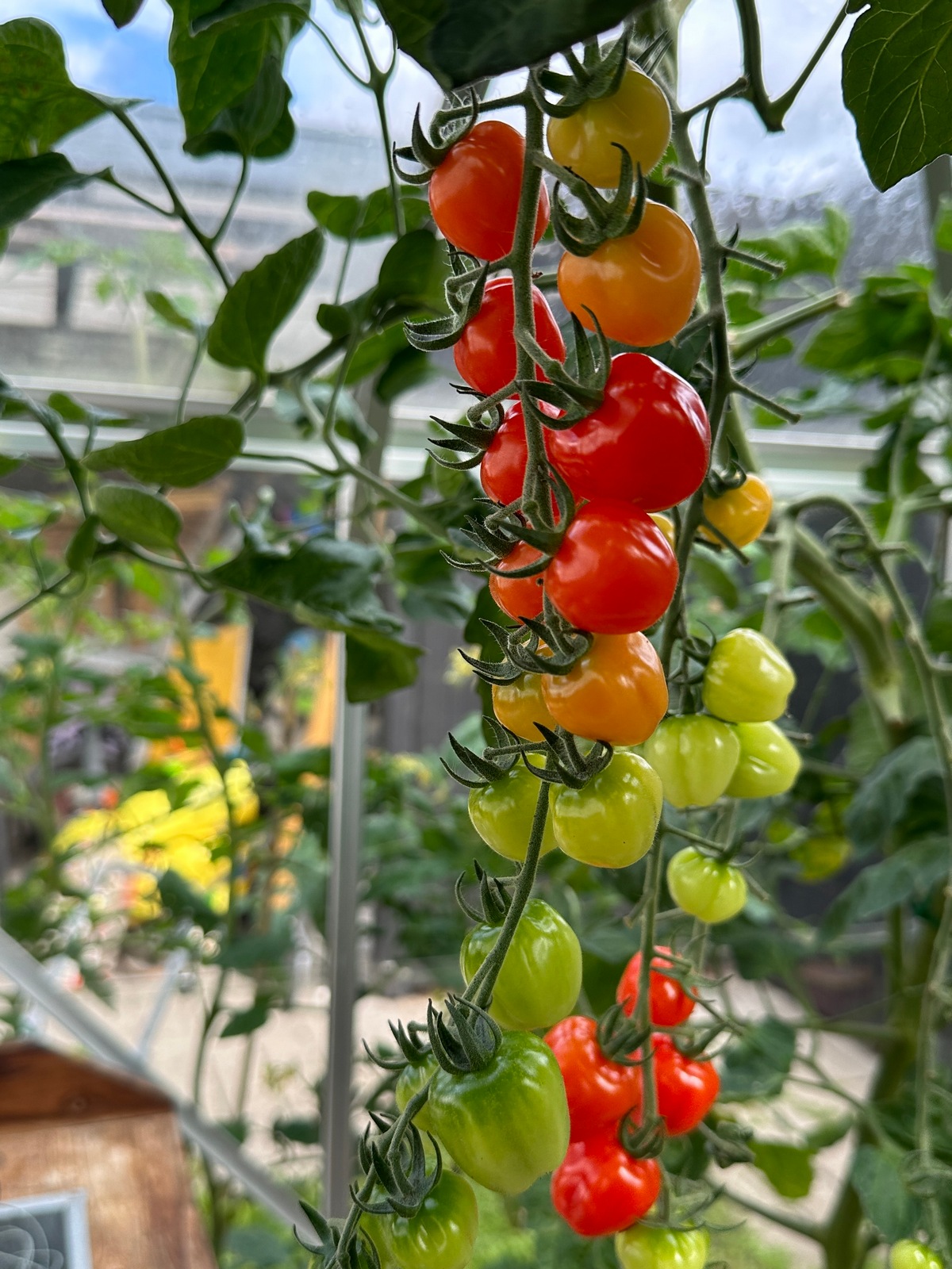 Dyrk tomatplanter i drivhus eller på friland