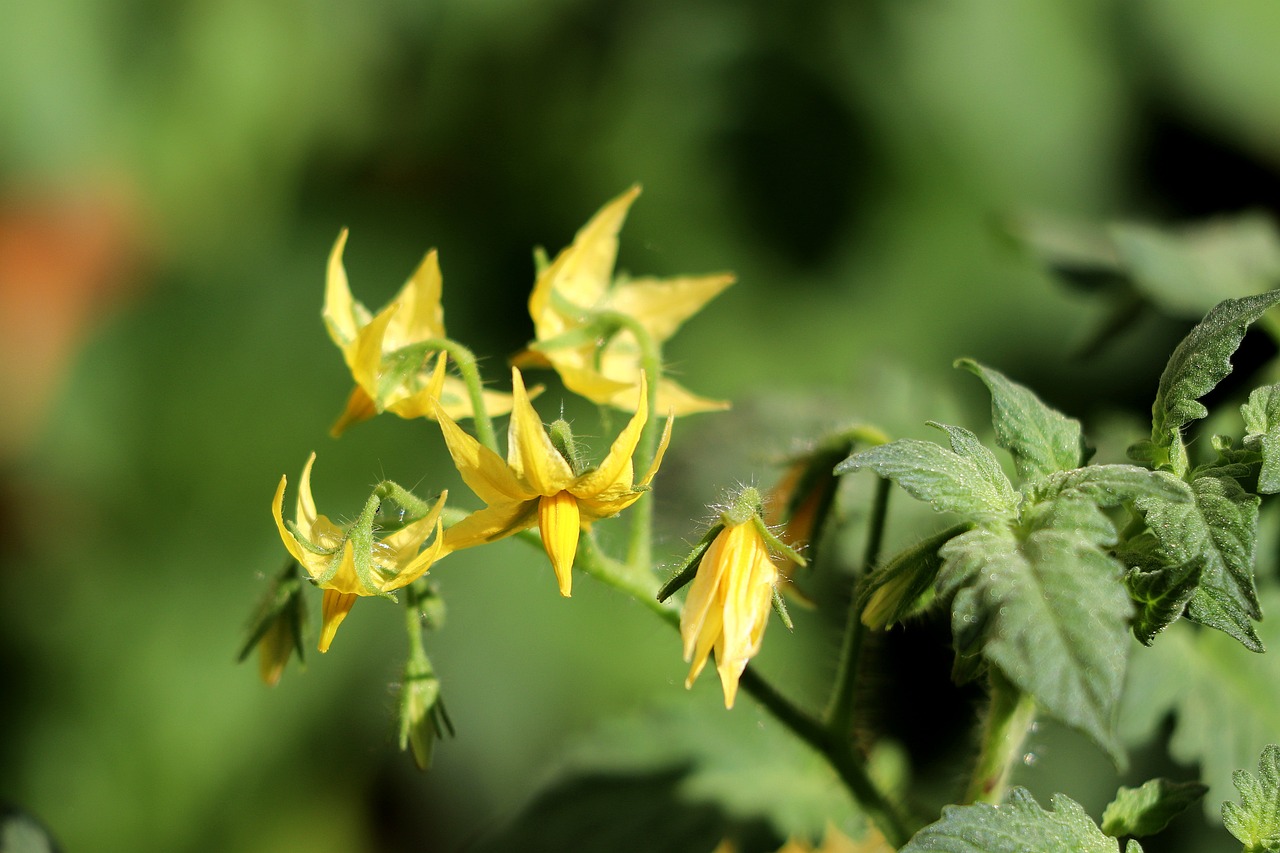 Tomatblomst