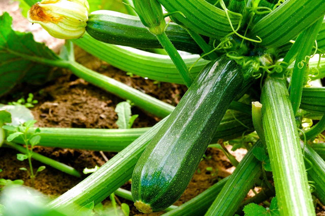 zucchini squash plante